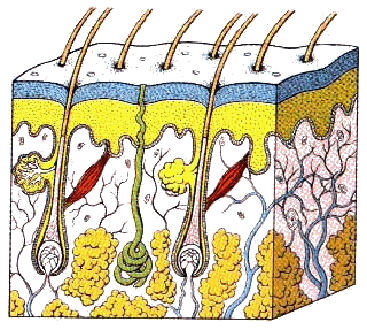 chirurgia e cura dela calvizie