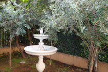 chirurgia e cura dela calvizie