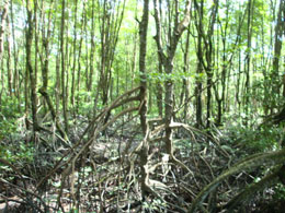 chirurgia e cura dela calvizie